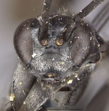 Media type: image;   Entomology 17113 Aspect: head frontal view
